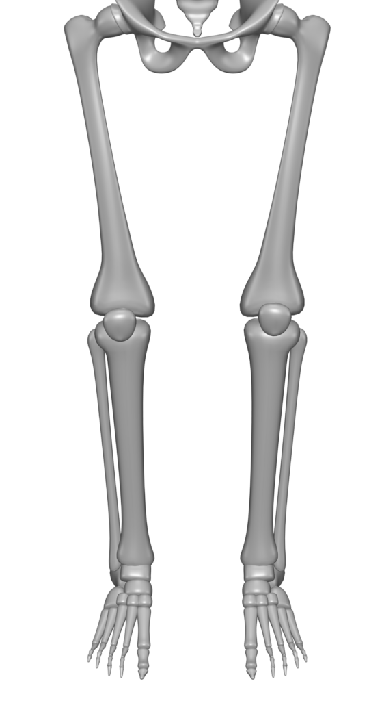 schmerztherapie-dresden-beinschmerzen-anatomie